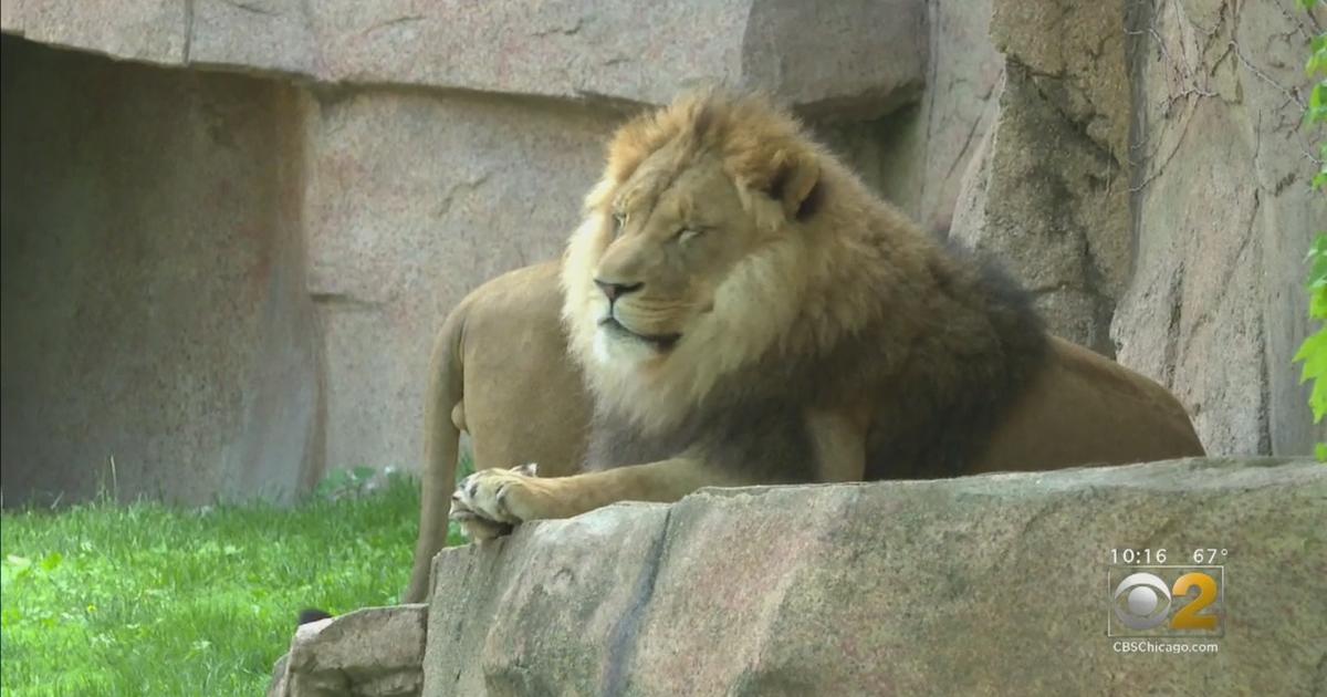 As Brookfield Zoo Awaits A Reopening, The Animals Miss Us, Too - CBS ...