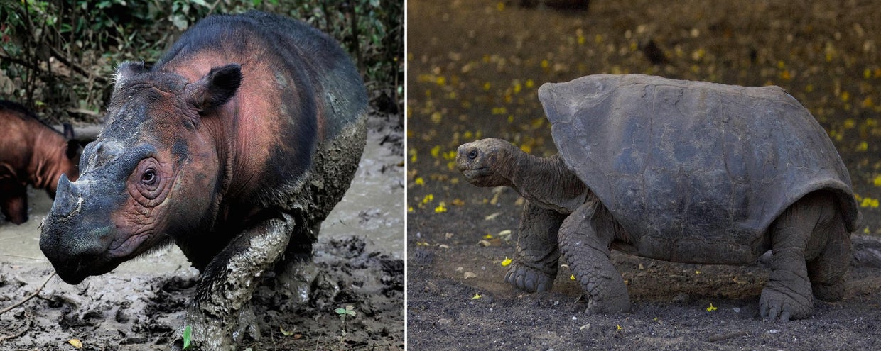endangered-species-1.jpg 