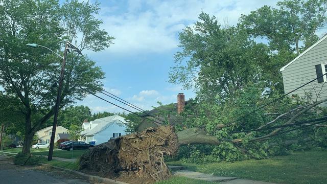 Cherry-Hill-tree-damage.jpeg 