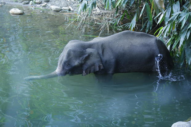 India Pregnant Elephant 