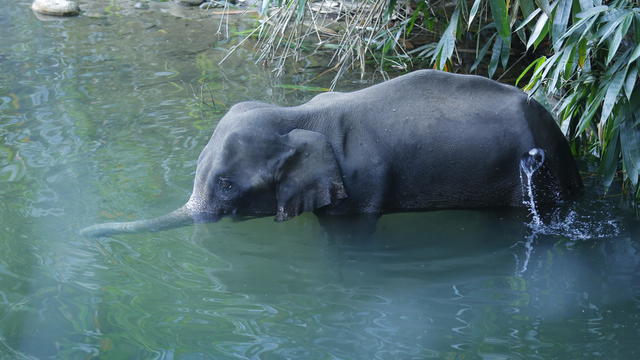 India Pregnant Elephant 