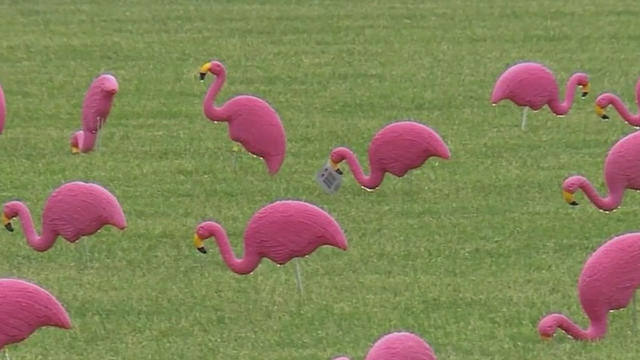 flamingos.jpg 