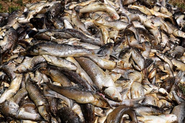 climate change mass fish death 