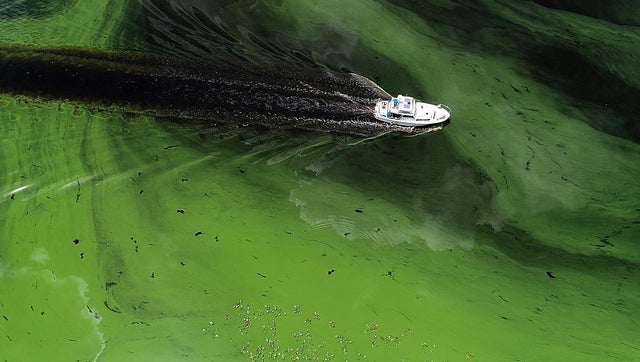 Massive and toxic algae bloom threatens Florida coasts with another lost summer