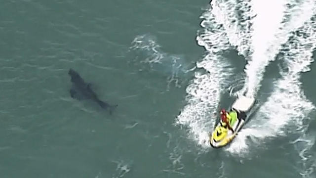 Australia Fatal Shark Attack 