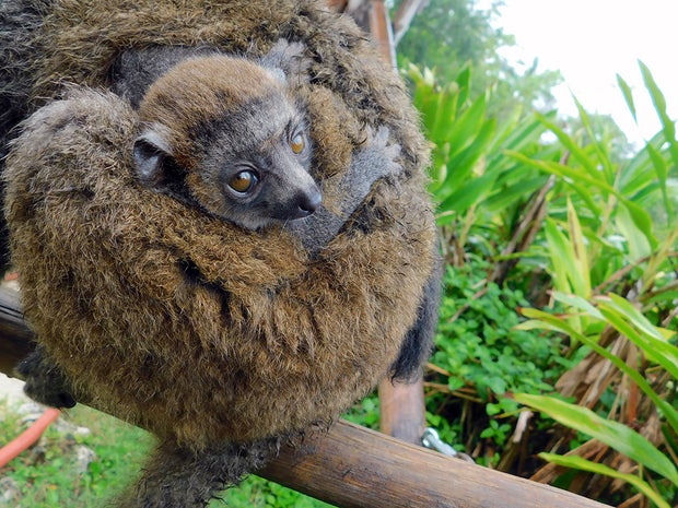 Zoo Miami Endangered Mongoose Lemur Baby