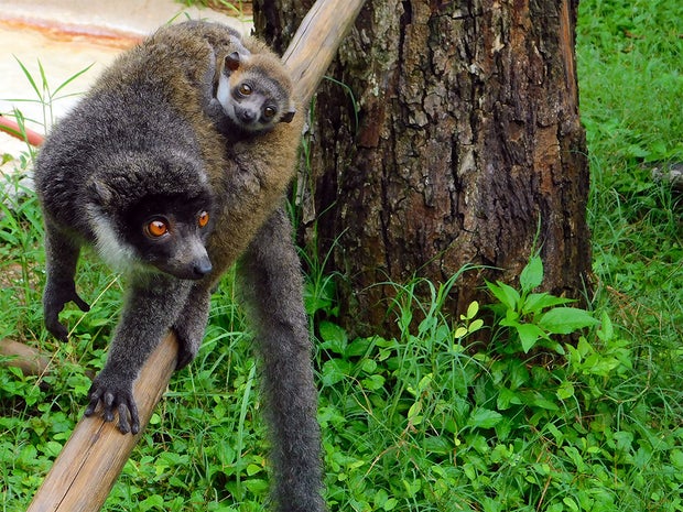 Zoo Miami Endangered Mongoose Lemur Baby