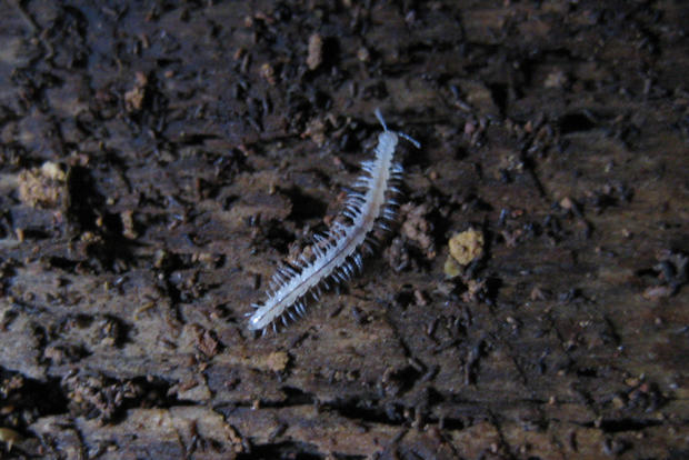 Colorado millipede (from DMNS)3 