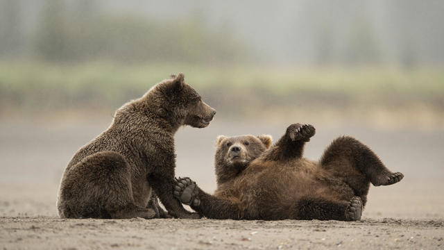 Two juvenile coastal brown bears playing in the sand 