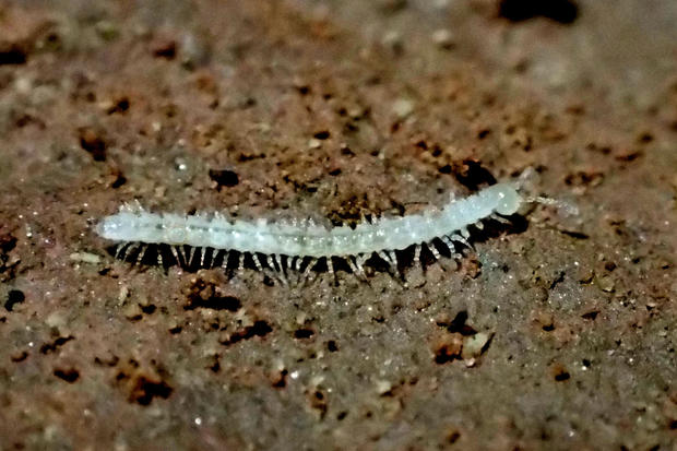 Colorado millipede (from DMNS)1 