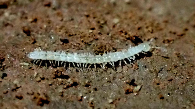 Colorado-millipede-from-DMNS1.jpg 