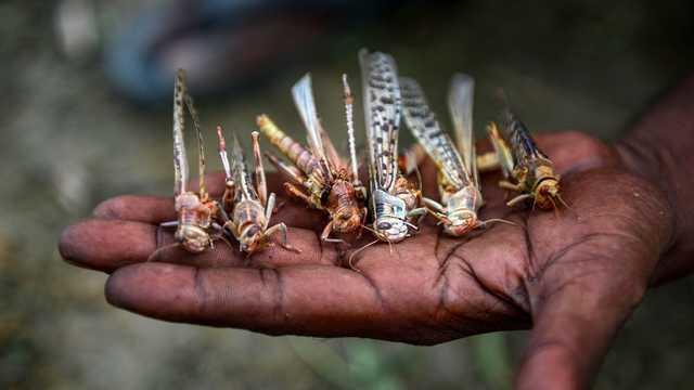 cbsn-fusion-unending-plague-of-locusts-threatens-millions-with-famine-in-africa-and-asia-thumbnail-497971-640x360.jpg 
