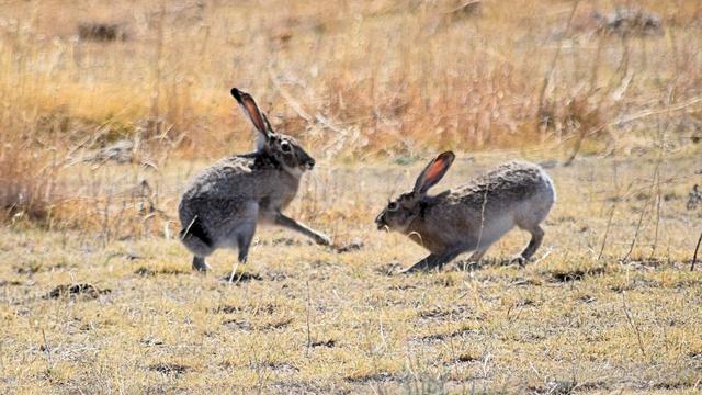 rabbits-credit-Colorado-Parks-and-Wildlife.jpg 