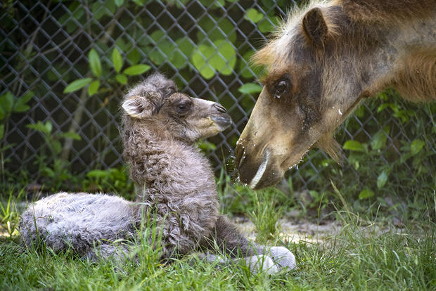 Zoo Miami Bactrian Camel Birth 