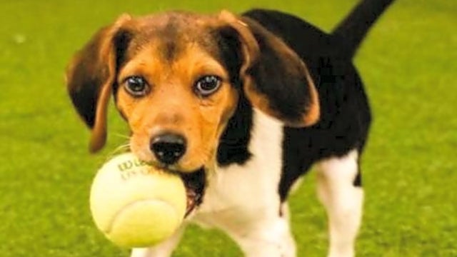 pup.jpeg 