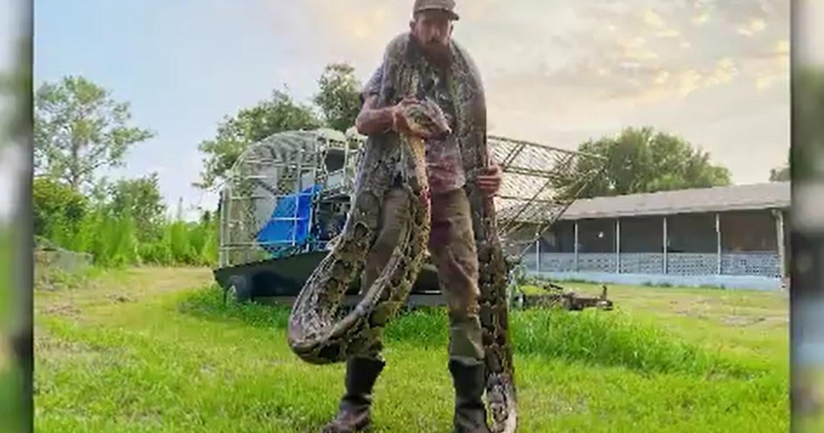 Snakes Alive! Massive Burmese Python Found in Florida Goes V - Florida  Sportsman