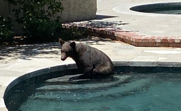 Bear Takes A Dip In Claremont Pool 