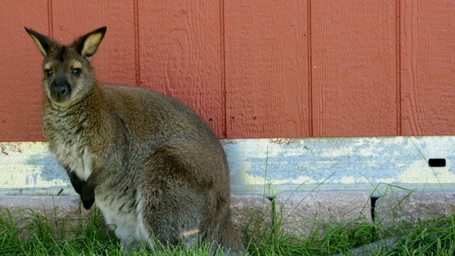 Wallaby-named-Surprise-missing-3.jpg 