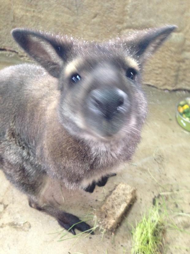 Wallaby (named Surprise) missing 2 