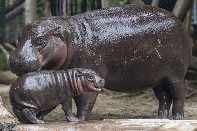 2-Month-Old Pygmy Hippo Graduates From Nursery In Time For San