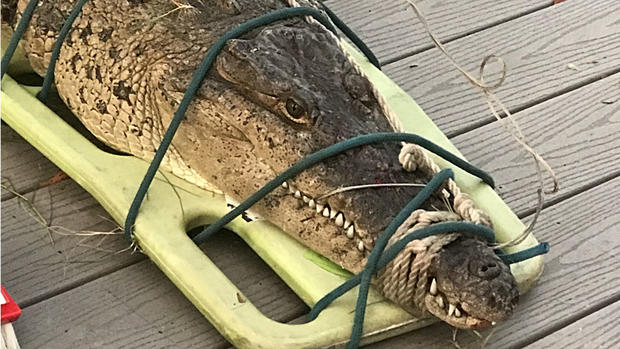 Islamorada Crocodile_2 