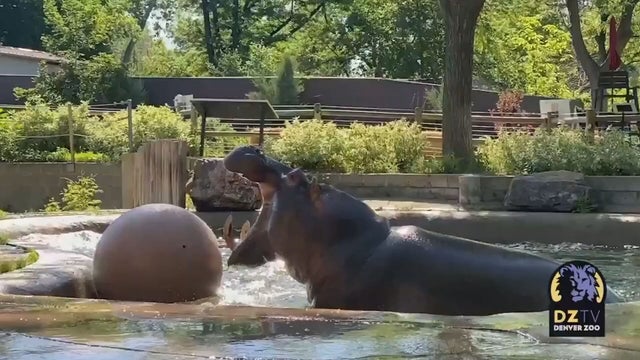 DENVER-ZOO-HIPPO-12VO-.transfer_frame_0.jpeg 
