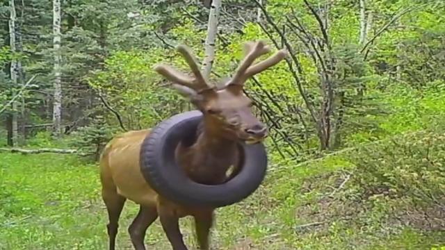 elk-stuck-in-tire-2.jpg 