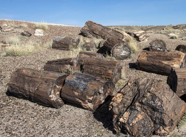 Petrified Forest National Park in Arizona 