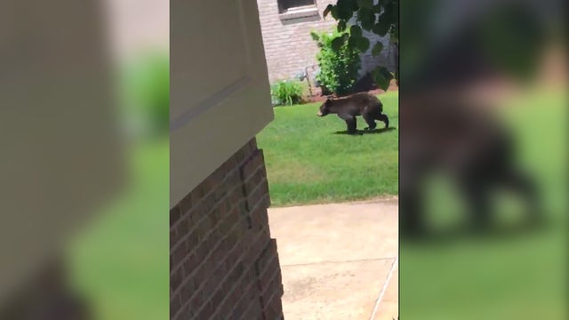 rosst-twp-bear-sighting.jpg 