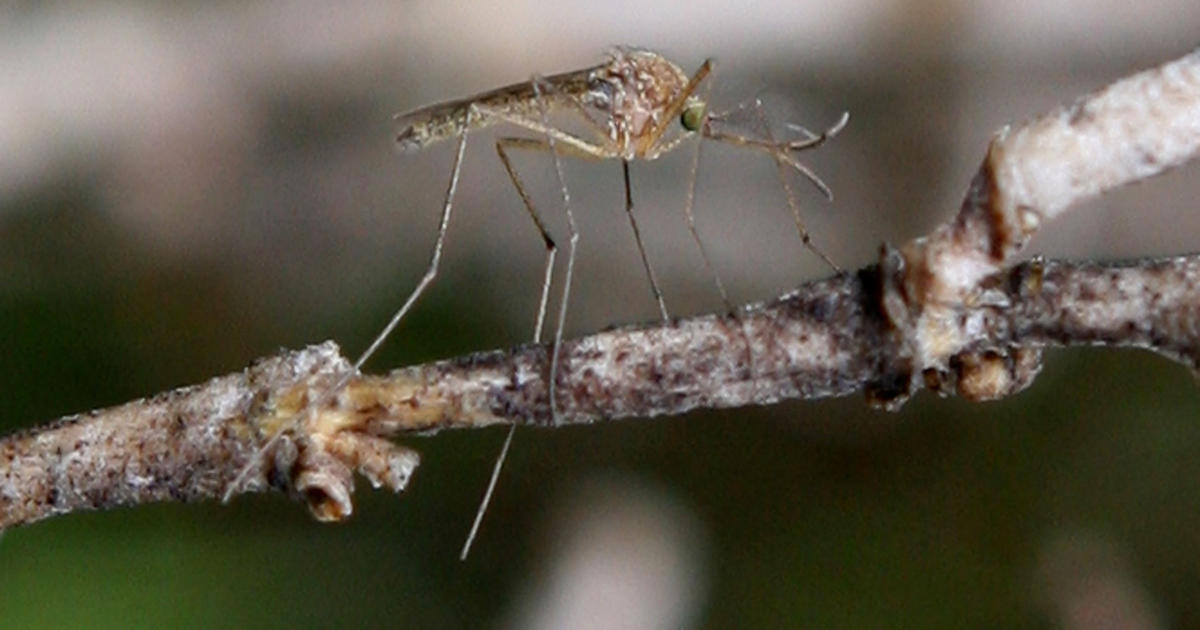 Part of Santa Clara’s Sunnyvale sprayed for mosquitoes by West Nile virus