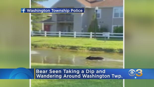 washington township bear 