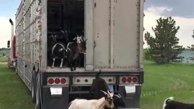 goats.jpg 