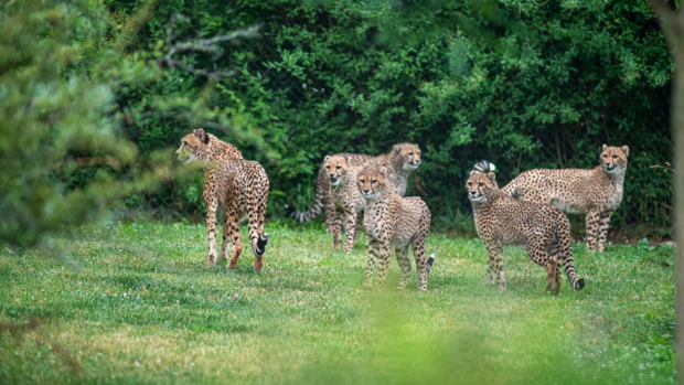 cheetah cubs (2) 