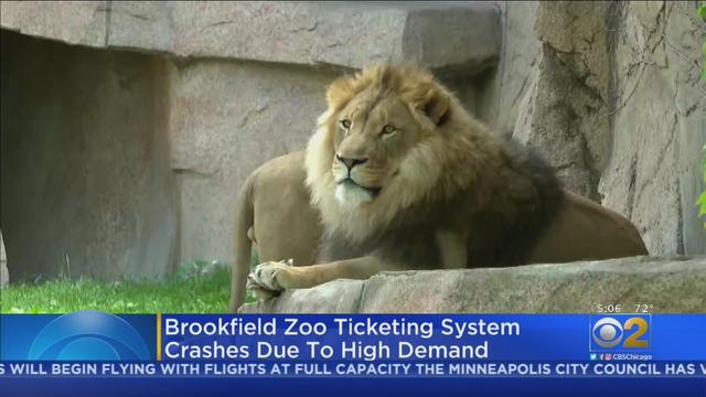 Brookfield-Zoo-Lion.jpg 