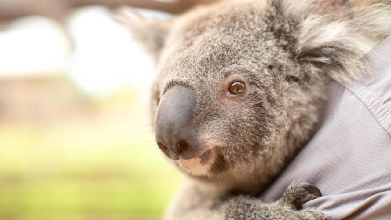 Koalas are on track to go extinct in Australia's New South Wales before  2050 - CBS News