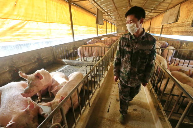 CHINA SUINING PIG FARMING 