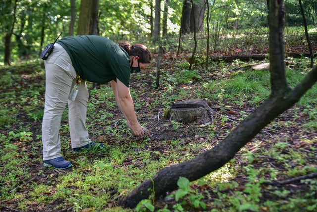 Lego Turtle Released 