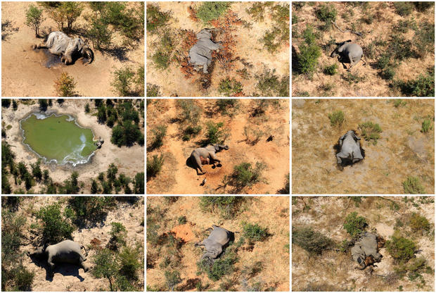 Dead elephants are seen in Okavango Delta 