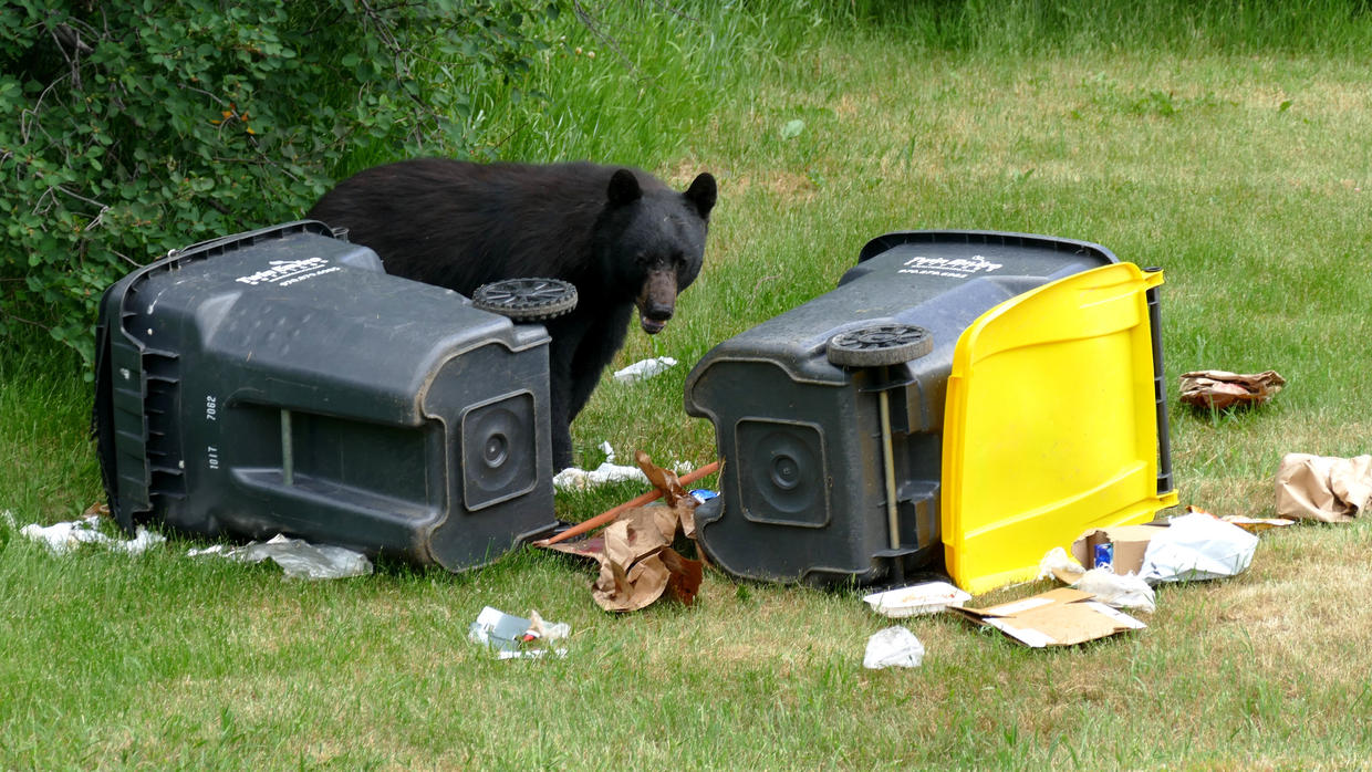 Bear Fights With Locked Trash Container For A Snack In Steamboat ...