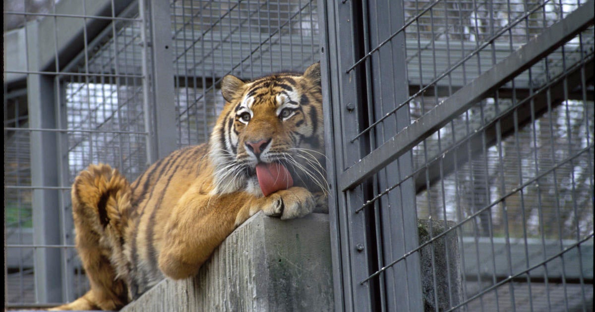 Siberian tiger kills zookeeper in front of visitors - CBS News