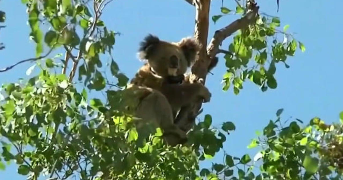Koalas are declared an endangered species in parts of Australia : NPR
