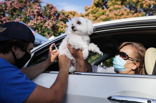 Drive Through Pet Vaccine Clinic Held Amid COVID-19 Pandemic 