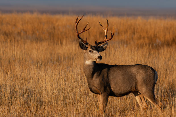 A Large Mule Deer Buck in a Field During Autumn 