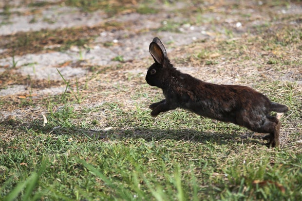 South Florida Park Overrun By Pet Rabbits Let Free By Owners 