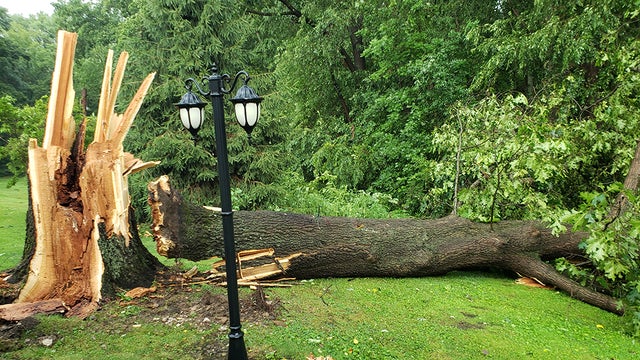 fallentree.jpg 