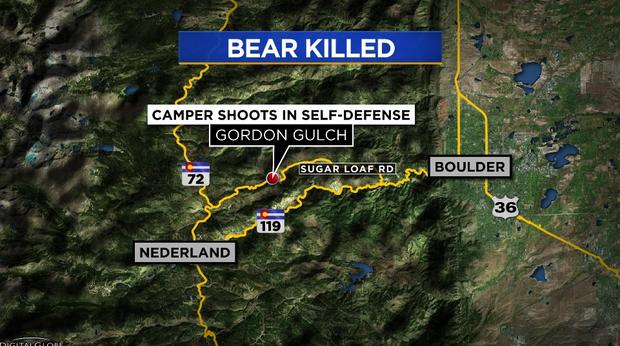 bear killed 