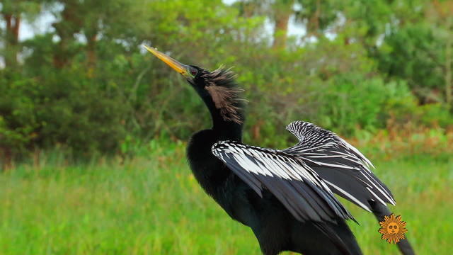 nature-everglades-1920-512924-640x360.jpg 