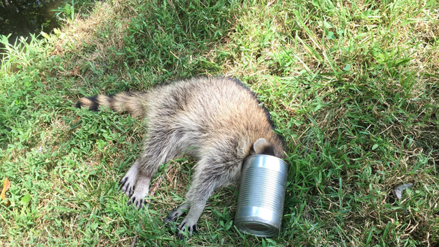 raccoon-can.png 