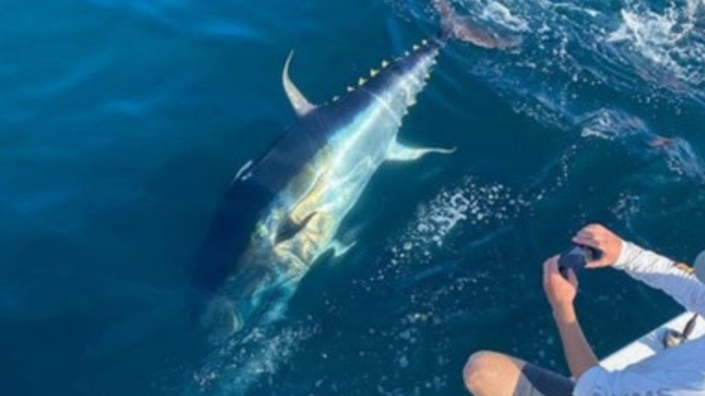 Teenagers Reel In 700-Pound Tuna After 7-Hour Fight Off Maine Coast ...