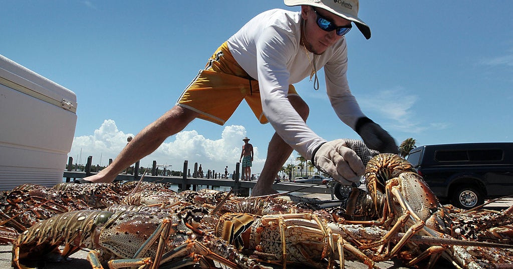 2 dead, juvenile hurt in Florida mini-lobster season, Monroe County deputies say